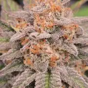 Sundae Frost Auto