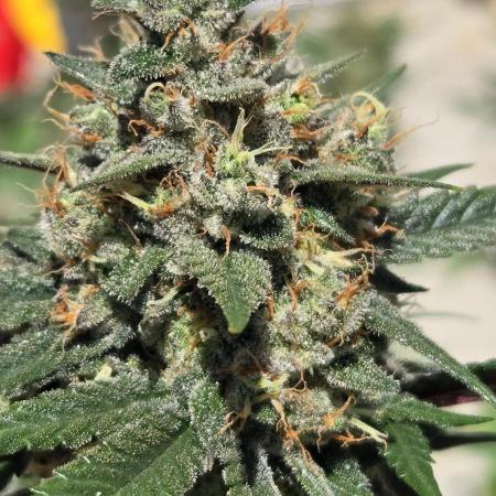 GuavaRuntzAuto