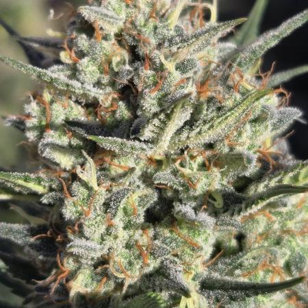 SuperBoof Auto