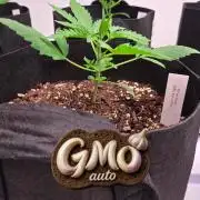 GMO Auto