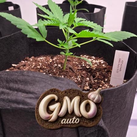 GMO Auto