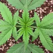 StrawberryGorillaAuto(RF3)