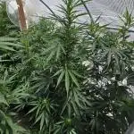 GG4/Sherbet Fast Flowering