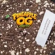 PineappleOG Auto