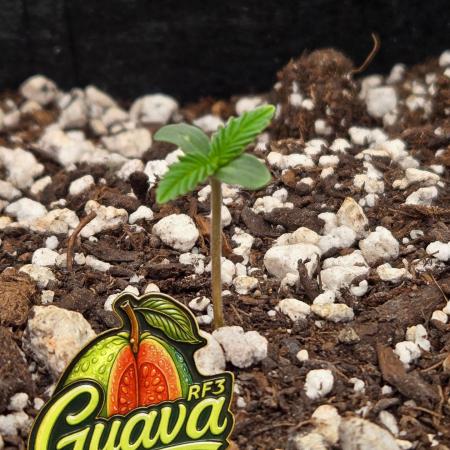 GuavaAuto(RF3)