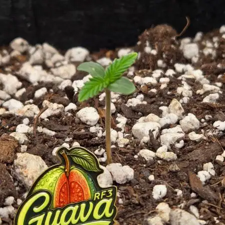 GuavaAuto(RF3)