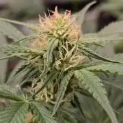 MangoFrostAuto