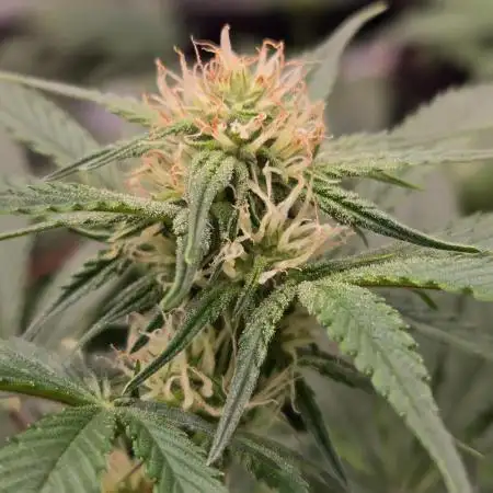 MangoFrostAuto