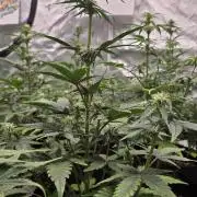 MendoGuavaAuto