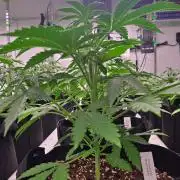 Mendo Frost Auto