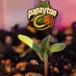 Papayton