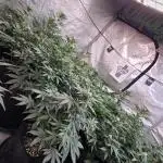 CherryCola Auto