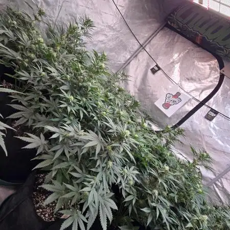 CherryCola Auto