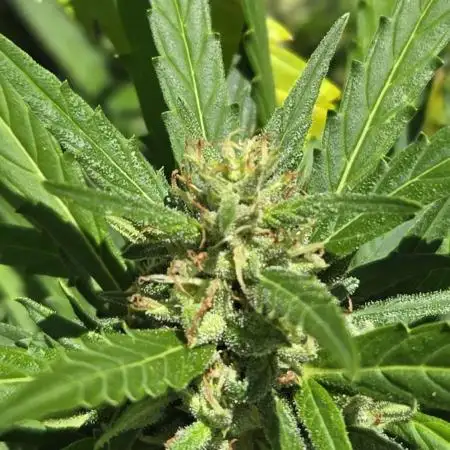 LemonMandarin