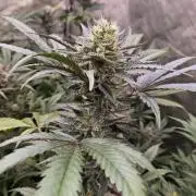 MangoCherryRuntzAuto