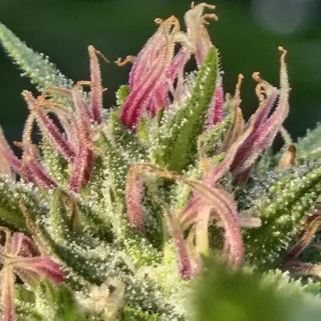 RainbowMelon