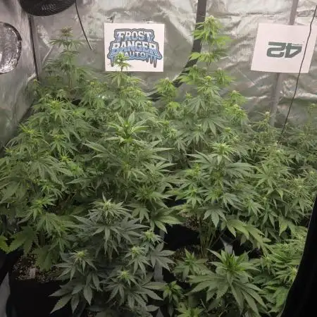 FrostBangerAuto
