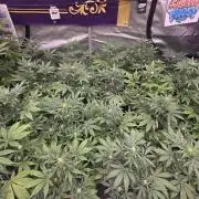 Sundae Frost Auto