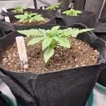 FrostBangerAuto