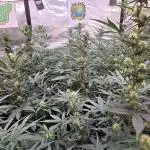 SuperBoof Auto