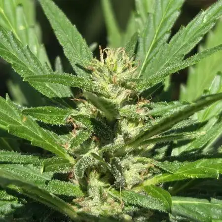 LemonMandarin