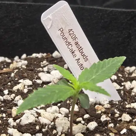 PoundCake Auto