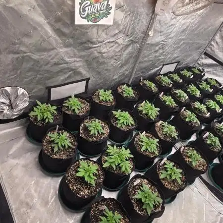 Guava Auto