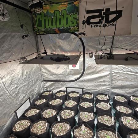 CherryCola Auto