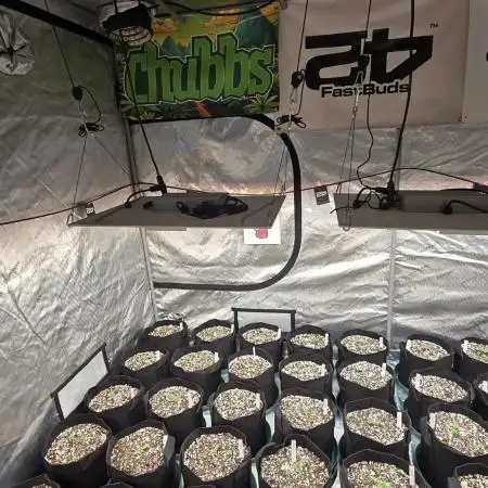 CherryCola Auto