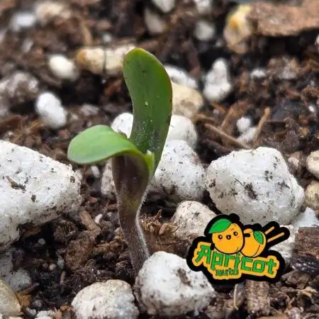ApricotAuto