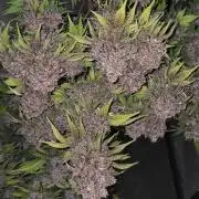 FrostBangerAuto