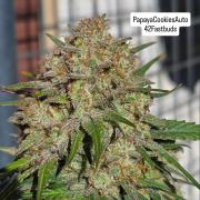 PapayaCookiesAuto