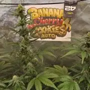 BananaCherryCookiesAuto