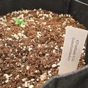 GuavaSundae Auto