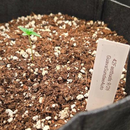 GuavaSundae Auto