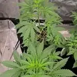 Gorilla Z Auto
