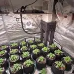 PurpleHaze Auto