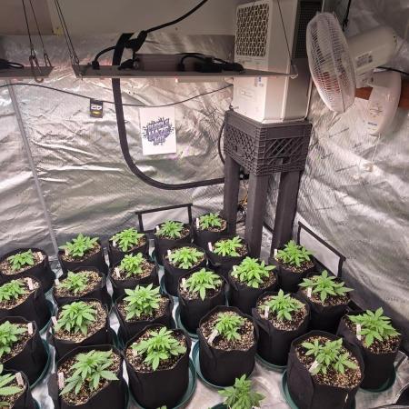 PurpleHaze Auto