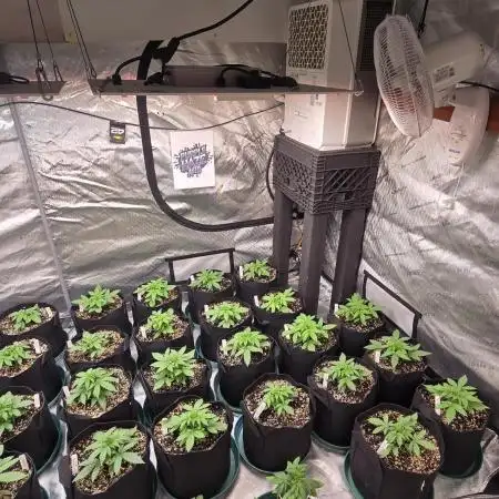 PurpleHaze Auto