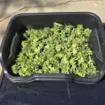 GG4/Sherbet Fast Flowering