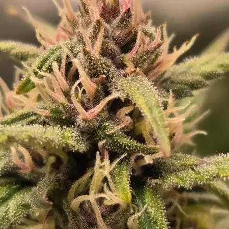StrawberryGorillaAuto(RF3)