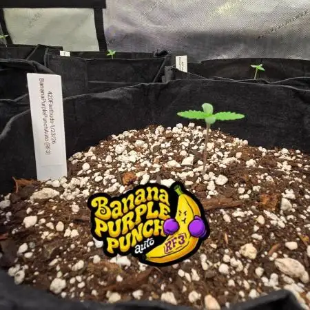 BananaPurplePunchAuto(RF3)