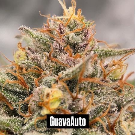Guava Auto