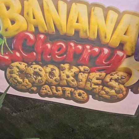 BananaCherryCookiesAuto