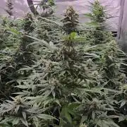 BananaGuavaAuto