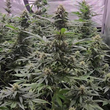 BananaGuavaAuto