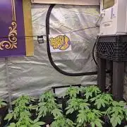 BananaPurplePunchAuto(RF3)