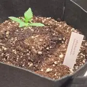 GuavaSundae Auto