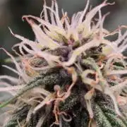 GuavaSundae Auto