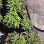 PoundCake Auto